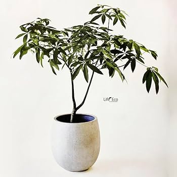 Amazon.co.jp: グラスファイバー製 軽量植木鉢 テラニアス バルーン Amazon.co.jp: グラスファイバー製 軽量植木鉢 テラニアス バルーン